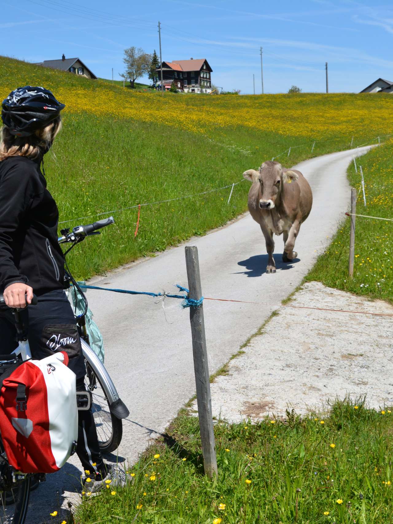 Hornloses Vergnügen