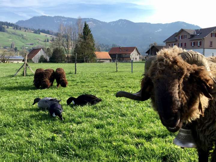 Naturnöch