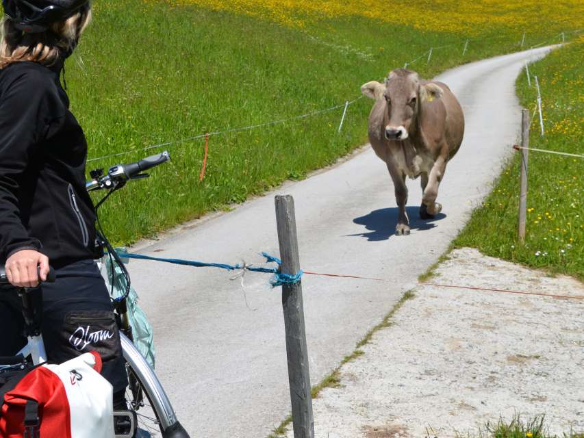 Hornloses Vergnügen